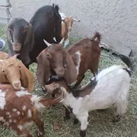 گوسفند با گاو|حیوانات مزرعه|نرماشیر, |دیوار