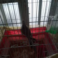 عروس هلندی نر دستی