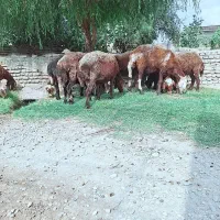 فروشی گوسفند افشار مخصوص برایه داشتی
