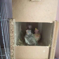طوطی عروس هلندی با جوجه