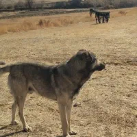 سگ2ساله|سگ|خلخال, |دیوار