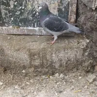 کبوتر پلاکی|پرنده|کوار, |دیوار