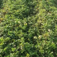 نهال توت فرنگی سابرینا|خدمات باغبانی و درختکاری|دلند, |دیوار