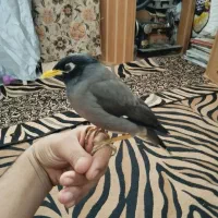 مرغ مینا|پرنده|بندر ماهشهر, |دیوار