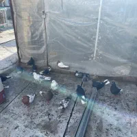 کبوتر دمسفید