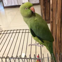 ملنگو ماده یکسالو نیم|پرنده|سلمان‌شهر, |دیوار