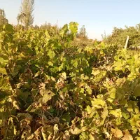 ریشه انگور|خدمات باغبانی و درختکاری|میاندوآب, |دیوار