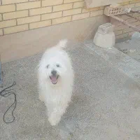 یه قلاده سگ خانگی باهوش و واقعا تربیت شده|سگ|زرند, |دیوار