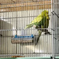 مرغ عشق انگلیسی مولد|پرنده|تهران, تجریش|دیوار