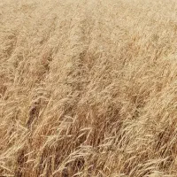 گندوم دیمی باران حدود ۲۰۰کیلو درجه یک