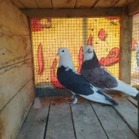 کبوتر پرشی شازده