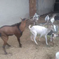 ۶عدد بز صلاله