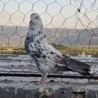 کبوتر گمشده