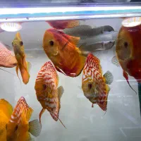 ماهی اکواریوم ارسال رایگان