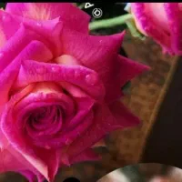 آموزش و فروش گل دستساز منعطف همیشه جاودان|گل مصنوعی|نجفآباد, ویلاشهر|دیوار