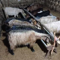 بخاطر نداشتن جا