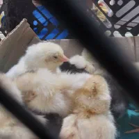 جوجه لاری|حیوانات مزرعه|شیراز, کرونی(خاتونک)|دیوار