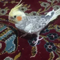 عروس هلندی نر