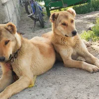 سگ نگهبان سرابی|سگ|کامیاران, |دیوار