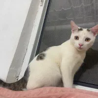 واگذاری گربه ۸ ماهه