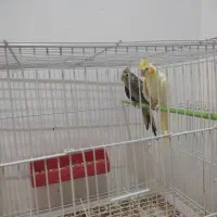 عروس هلندی