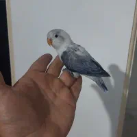 طوطی برزیلی یووینگ سرلاکی