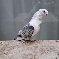کبوتر بلژیکی با دو جوجه دو جفت