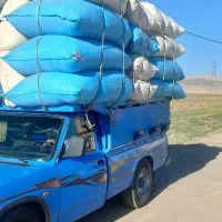 کاه گندم مخرم