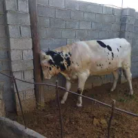 فروش  گاو
