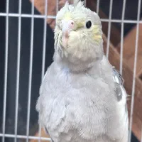 چهار عدد جوجه عروس هلندی با رنگ بندی خاص