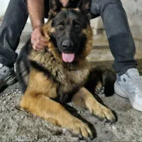 سگ ژرمن شپرد