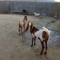 بزغاله پاکستانی اصلا جنس|حیوانات مزرعه|بیرانوند, |دیوار