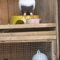 کبوتردم سیاه درجه ۱