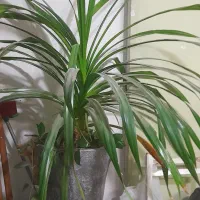 گل گندمی بزرگ با گلدان سفالی