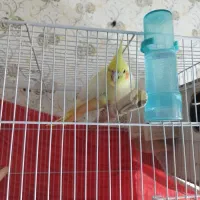 جفت عروس هلندی|پرنده|مشهد, شهید قربانی|دیوار