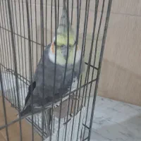 عروس هلندی بالغ