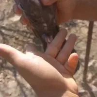 ماده مخمل تمیزمیزون|پرنده|ملک‌آباد, |دیوار