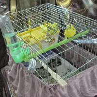 مرغ عشق|پرنده|تهران, سوهانک|دیوار