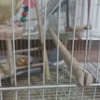 عروس هلندی|پرنده|گلبهار, شهر جدید گلبهار|دیوار