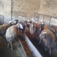 گوسفند ابستن|حیوانات مزرعه|سرخنکلاته, |دیوار