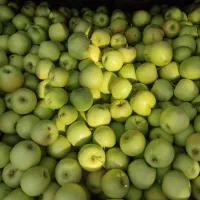 سیب|خوردنی و آشامیدنی|دوگنبدان, |دیوار