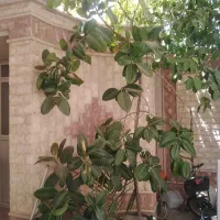 فیکوس 15 ساله