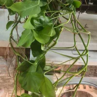 انواع پتوس.سانسوریا و برگ انجیری تازه