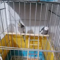 عروس هلندی مولد|پرنده|بندر ماهشهر, |دیوار