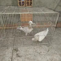 کفتر کبوتر غریب گیری|پرنده|بومهن, |دیوار