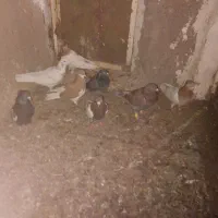 ۸تا‌کفترفروشی|پرنده|عسگران, |دیوار