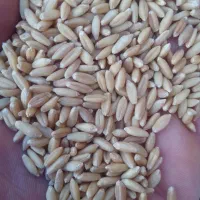 گندم سرداری بوجاری شده درجه 1بزری|خوردنی و آشامیدنی|سنندج, |دیوار