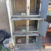 کبوتردمگیرگلین باقفس|پرنده|برخوار, |دیوار