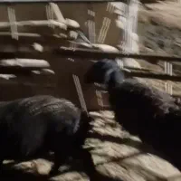 بره گوسفند