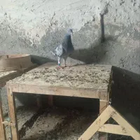 کبوتر پلاکی